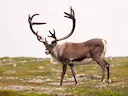 Chronic Wasting Disease in Northeast Pennsylvania Adds Challenges for Local Deer Processors

The confirmed presence of Chronic Wasting Disease (CWD) in Northeast Pennsylv