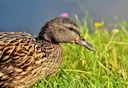 Grippe aviaire: le niveau de risque passe à «élevé» en France, impact direct sur la chasse au gibier d’eau 

Le ministère de l’Agriculture a relevé le niveau de risque li