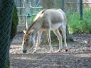 Кулан

Кула́н[1], джигетай (лат. Equus hemionus) — вид из семейства лошадиных. Внешне очень напоминает осла, но имеет немало общих признаков с лошадью, из-за чего кулана 