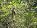 Malabar se heilige langur (Semnopithecus hypoleucos), 3 of 3