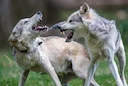 Austrian regions allow controversial wolf hunting

Vienna (AFP) – Several regions of Austria have allowed the controversial killing of wolves after reporting an increase 
