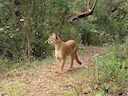 Bergleeu (Puma concolor), 14 of 14