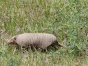 Chaco-kaalstert-armadillo