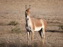 Kulan (Lừa hoang Trung Á) Kulan (Lừa hoang Trung Á)