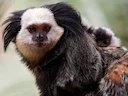 Geoffroy se kroesmarmoset (Callithrix geoffroyi), 4 of 5
