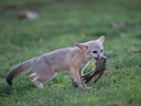 Kitvos (Vulpes macrotis), 3 of 7