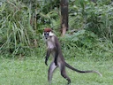 Rooikappie-mangabey