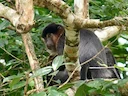Proboscis Monkey (Nasalis larvatus), 3 of 7