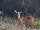 Vierhoringsantilope (Tetracerus quadricornis), 4 of 5