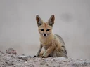 Kaapse jakkals (Vulpes chama), 4 of 5