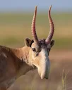 Saiga (Steppeantilope) (Saiga tatarica), 1 of 4