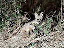 Bleekvos (Vulpes pallida), 2 of 2