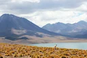Descubre la emoción de la caza en la Patagonia Chilena: características naturales y geográficas para la caza, tipos y especies de caza

Características naturales y geográ