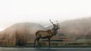 La Junta confirma 587 permisos de caza en las reservas de León para 2026-27: reparto, cifras clave y novedades para los cazadores

La Junta de Castilla y León ha aprobado