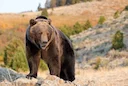 Alberta Parks Minister: Lifting Grizzly Hunting Ban Is One of the Options Being Considered 

In the wake of a recent grizzly bear attack near Cochrane, Alberta’s Forestry