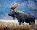 Лось: охота на лося в России и СНГ — гид для охотников по сезонам, методам, особенностям животного.
Введение: лось как объект охоты
Лось — крупнейший представитель семе Лось: охота на лося в России и СНГ — гид для охотников по сезонам, методам, особенностям животного.
Введение: лось как объект охоты
Лось — крупнейший представитель семе
