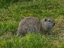 Wyoming-grondseekat (Urocitellus elegans), 5 of 5