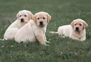 Picking Your Puppy: Traits to Look for in Your Next Hunting Dog
Are You Looking for a Hunting Dog Puppy?
You wouldn’t walk into a sporting goods store and purchase the fi