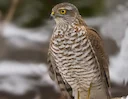 Sperber-Steckbrief 2026: Alle Fakten für Jäger und Naturfreunde

Der Sperber zählt zu den häufigsten Greifvögeln Mitteleuropas. Für Jäger und Wildlife-Fotografen lohnt si