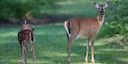 Minnesota's Muzzleloader Deer Harvest Climbs 7% Over Last Year

 Hunters in the North Star State wrapped up a successful muzzleloader deer-hunting season on Sunday, Decem