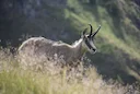 Alpes-Maritimes: trois chasseurs condamnés pour des tirs illégaux de chamois 

Le tribunal de Nice vient de prononcer des condamnations pour une affaire qui éclabousse le