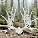 I don't really like it when trophy horns are manipulated, varnished or painted... it seems to me that the trophy and especially the horns should remain in their natural s