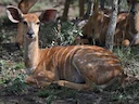 Laaglandnyala (Tragelaphus angasii), 2 of 4