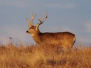 Swartstertree (Muledeer)