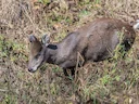 Reënbeer (Rangifer tarandus), 2 of 10