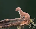 Первое научное описание и название Mustela nivalis животное получило от шведского натуралиста Карла Линнея в его монументальном труде «Система природы» в 1766. Современны