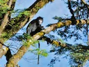 Burmese kortneusapie (Rhinopithecus strykeri), 3 of 4