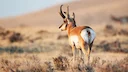 Over 300 miles of fencing removed to benefit Nevada antelope

For the past decade, volunteers have worked to remove one of the major impediments facing antelope along the