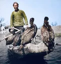 Hunting with cormorants. China 1949.

Mankind has learned to attract animals to its hunting a long time ago. Falconry existed in the Middle Ages, and greyhounds, hounds, 