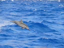 Speldolfyn (Stenella longirostris), 4 of 5