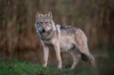 Jäger fordern flexibleres Wolfsmanagement in Europa
Offener Brief an EU-Kommission: FACE fordert Herabstufung des Schutzstatus. Leitlinien für Umgang mit geschützten Art Jäger fordern flexibleres Wolfsmanagement in Europa
Offener Brief an EU-Kommission: FACE fordert Herabstufung des Schutzstatus. Leitlinien für Umgang mit geschützten Art