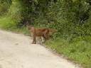 Puma (Bergleeu)