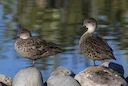 Murray River Hunting in SA: Exploring Prime Locations for Waterfowl and Game, Demographics, Legislation System, Associations and Clubs, Laws and Hunting Seasons 
The Murr