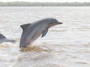 Guyana-seepor (Sotalia guianensis), 6 of 7