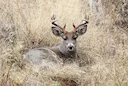 Hardest Deer to Hunt
Every hunter loves to boast about their stories on how hard hunting their buck was. But are those really that difficult? Today we will be talking abo