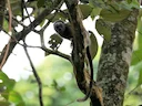 Witvoettamaryn (Saguinus leucopus), 5 of 5