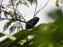 Swart-hand-tamarijn (Saguinus niger), 2 of 5