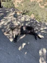 Chasse au Maroc: Animaux Chassés au Maroc partie 2

Le Maroc est un lieu de chasse diversifié, offrant aux chasseurs une variété d'animaux à traquer. Voici quelques-unes 