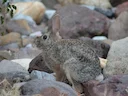 Robuuste katoenstertkonyn (Sylvilagus robustus), 3 of 4