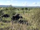 Afrikaansebuffel (Syncerus caffer), 5 of 5