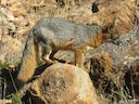 Eilandvos (Urocyon littoralis), 4 of 4