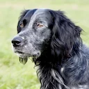 Blue Picardy Spaniel Hunting Dog: A Versatile Companion in the Field
The Blue Picardy Spaniel (Épagneul Bleu de Picardie) is a rare and highly capable hunting dog that h Blue Picardy Spaniel Hunting Dog: A Versatile Companion in the Field
The Blue Picardy Spaniel (Épagneul Bleu de Picardie) is a rare and highly capable hunting dog that h