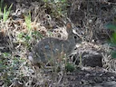 Robuuste katoenstertkonyn (Sylvilagus robustus), 2 of 4