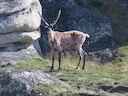 Reënbeer (Rangifer tarandus), 6 of 10