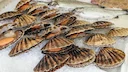 Aysén: Interceptan embarcación con 6 toneladas de mariscos extraídos ilegalmente

⚠️ Operativo conjunto detecta grave caso de pesca ilegal en Melinka

Una embarcación que