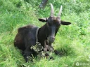 Capra neagra,( Rupicapra rupicapra), in numar de cateva sute de exemplare, este protejata de lege si este o adevarata mandrie a tarii noastre, salasluieste pe crestele Capra neagra,( Rupicapra rupicapra), in numar de cateva sute de exemplare, este protejata de lege si este o adevarata mandrie a tarii noastre, salasluieste pe crestele